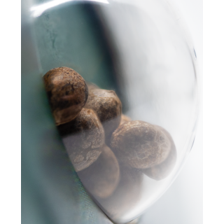Early Girl - Régulière - Sensi Seeds