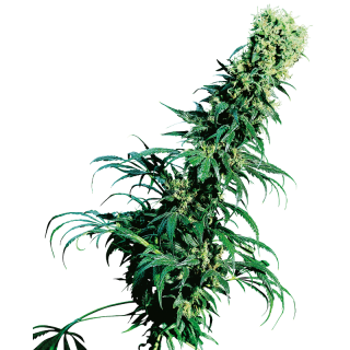 Early Pearl - Régulière - Sensi Seeds