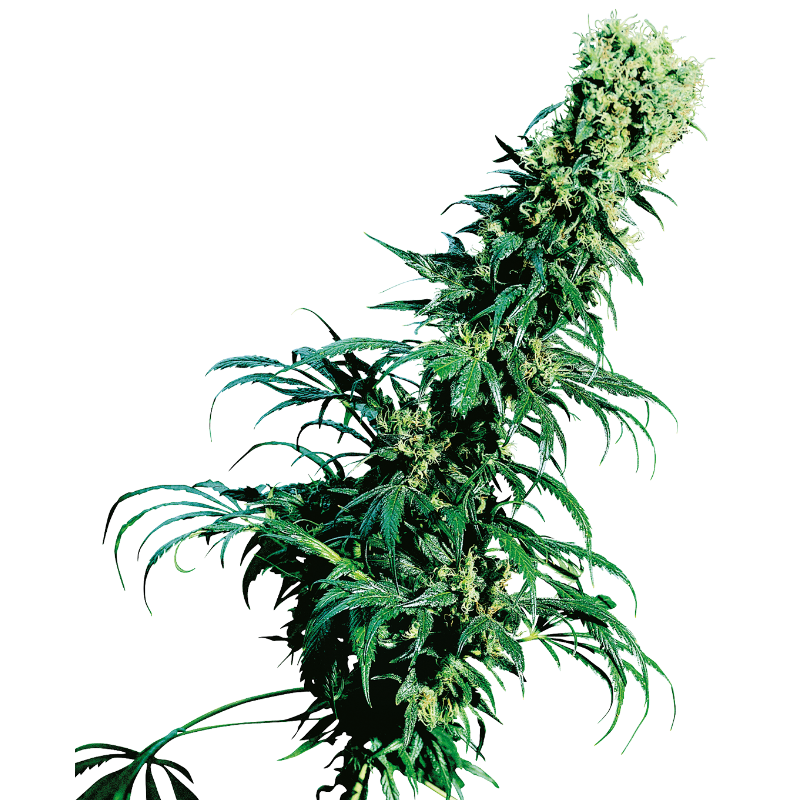 Early Pearl - Régulière - Sensi Seeds