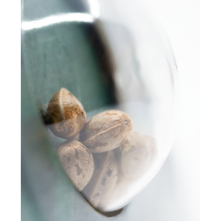 Early Pearl - Régulière - Sensi Seeds