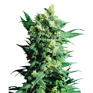 Shiva Shanti II - Régulière - Sensi Seeds