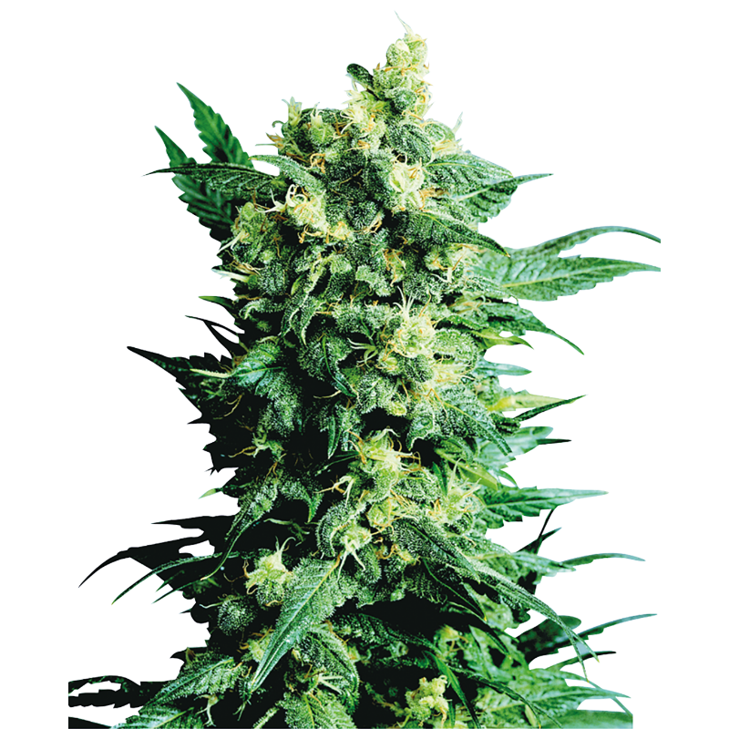 Shiva Shanti II - Régulière - Sensi Seeds