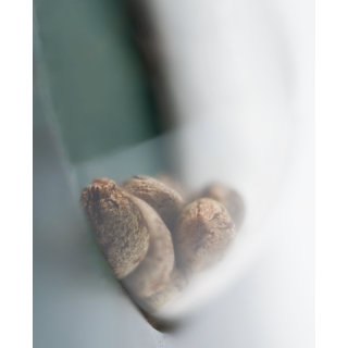 Shiva Shanti II - Régulière - Sensi Seeds