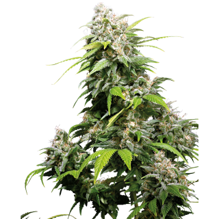 California Indica - Régulière - Sensi Seeds
