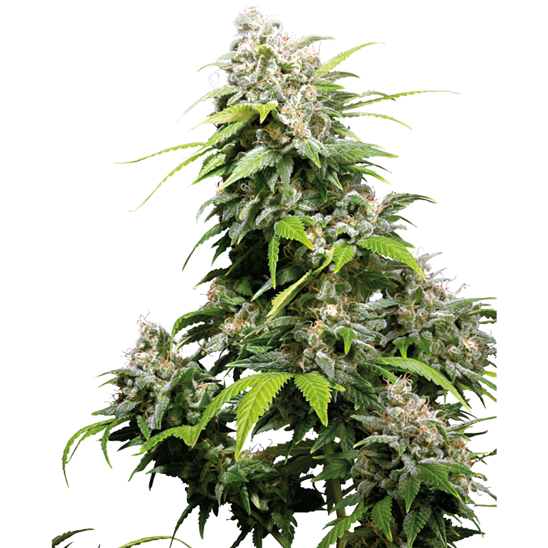 California Indica - Régulière - Sensi Seeds
