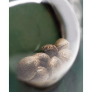 California Indica - Régulière - Sensi Seeds