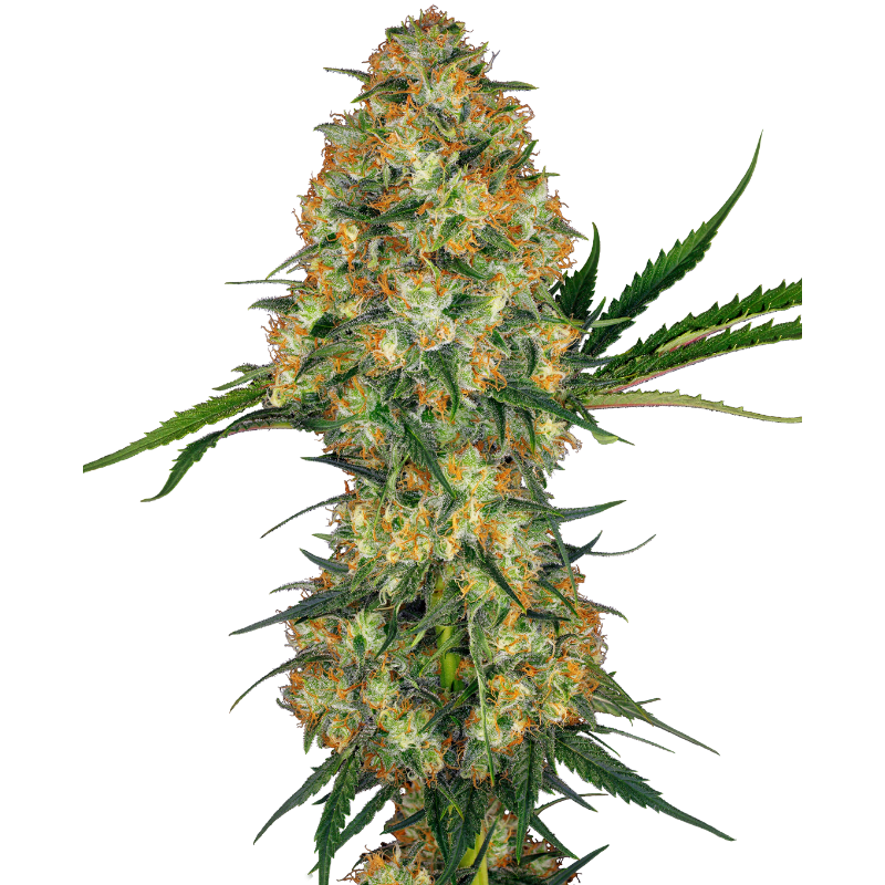 Hindu Kush - Régulière - Sensi Seeds