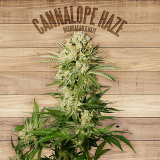 Cannalope Haze - Féminisée - The Plant Organic Seeds - Graines de Collection