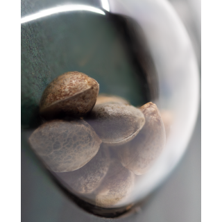 Hindu Kush - Régulière - Sensi Seeds