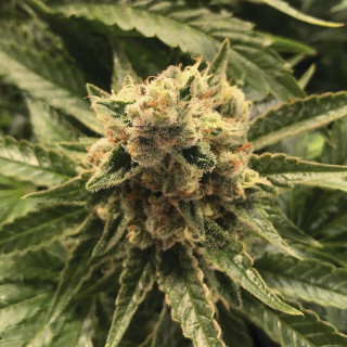 Cannalope haze the plant organic seeds