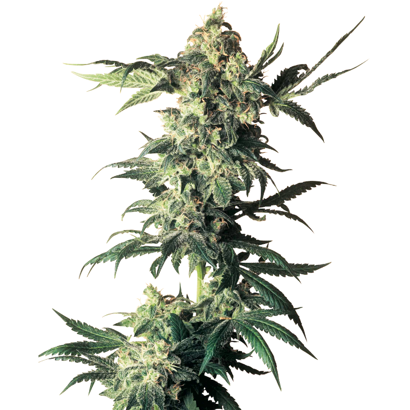 Northern Lights - Régulière - Sensi Seeds