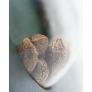 Northern Lights - Régulière - Sensi Seeds