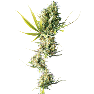 Durban - Régulière - Sensi Seeds