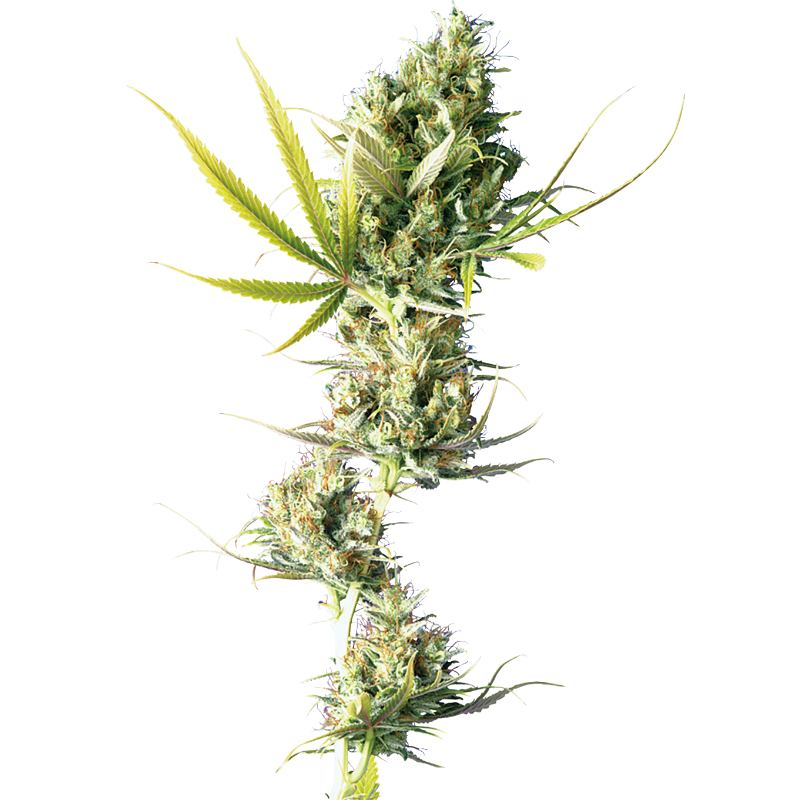 Durban - Régulière - Sensi Seeds