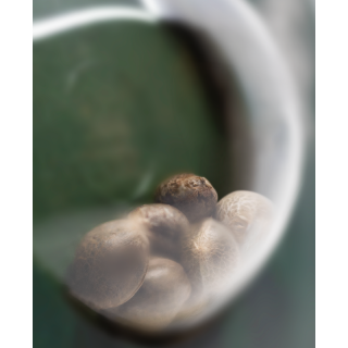 Durban - Régulière - Sensi Seeds