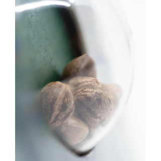 Maple Leaf Indica - Régulière - Sensi Seeds