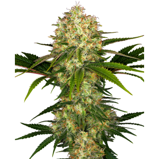 Afghani No 1 - Régulière - Sensi Seeds