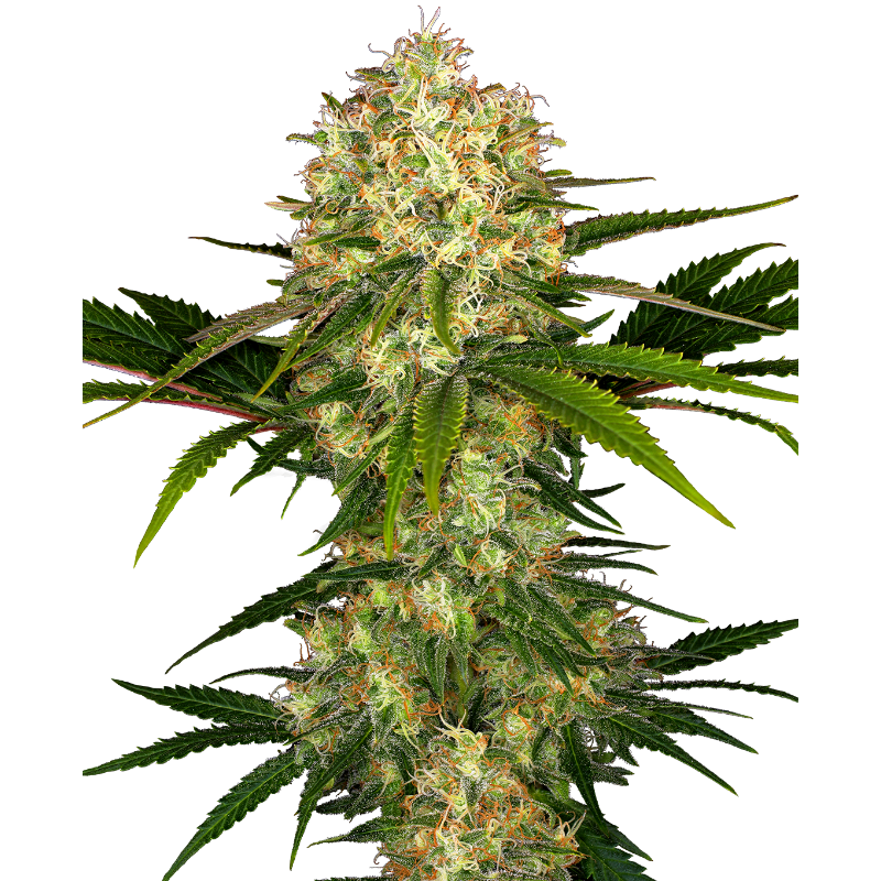 Afghani No 1 - Régulière - Sensi Seeds