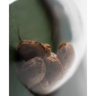 Afghani No 1 - Régulière - Sensi Seeds