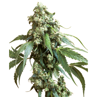 Jack Flash - Régulière - Sensi Seeds