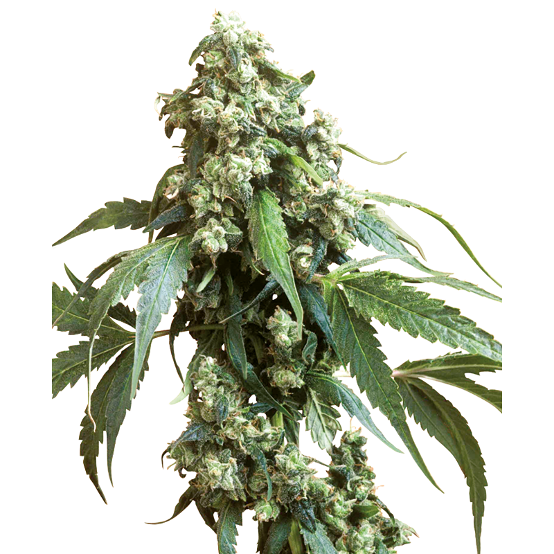 Jack Flash - Régulière - Sensi Seeds