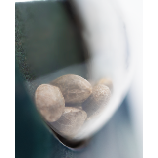 Jack Flash - Régulière - Sensi Seeds