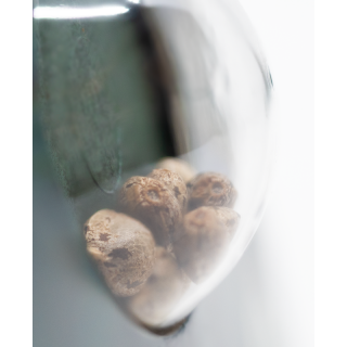 American Dream - Régulière - Sensi Seeds