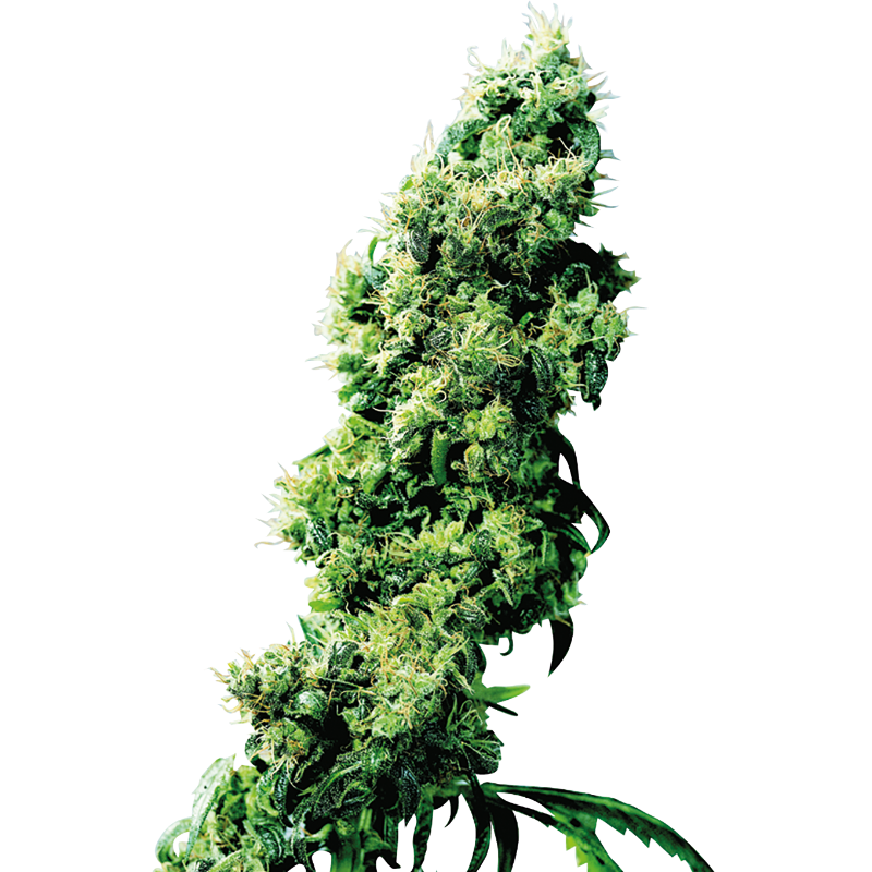 Four-Way - Régulière - Sensi Seeds