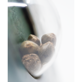 Four-Way - Régulière - Sensi Seeds