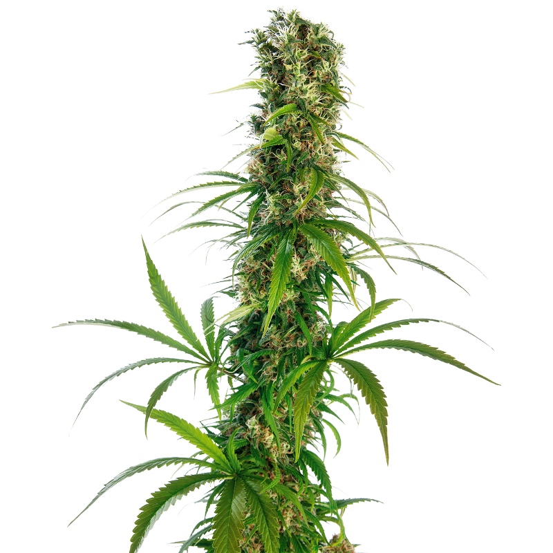 Michka® Régulière - Sensi Seeds