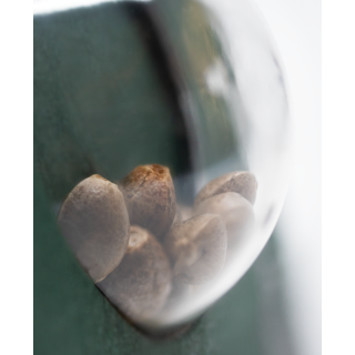 Michka® Régulière - Sensi Seeds