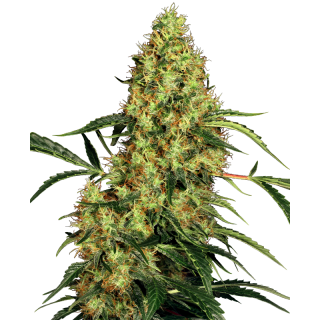 Mexican Sativa - Régulière - Sensi Seeds