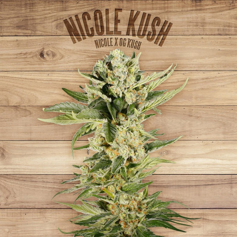 Nicole Kush - Féminisée - The Plant Organic Seeds - Graines de Collection