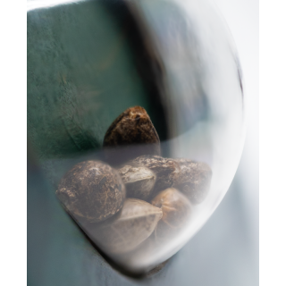 Mexican Sativa - Régulière - Sensi Seeds