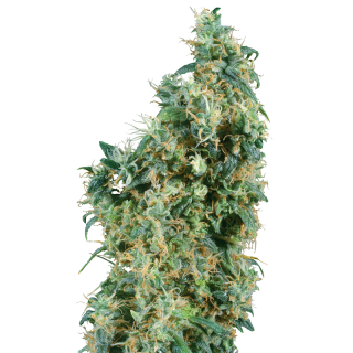 First Lady - Régulière - Sensi Seeds