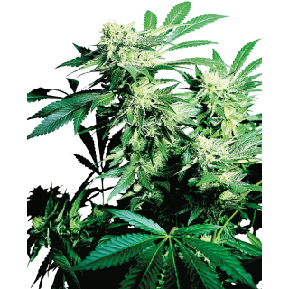 Skunk Kush - Régulière - Sensi Seeds