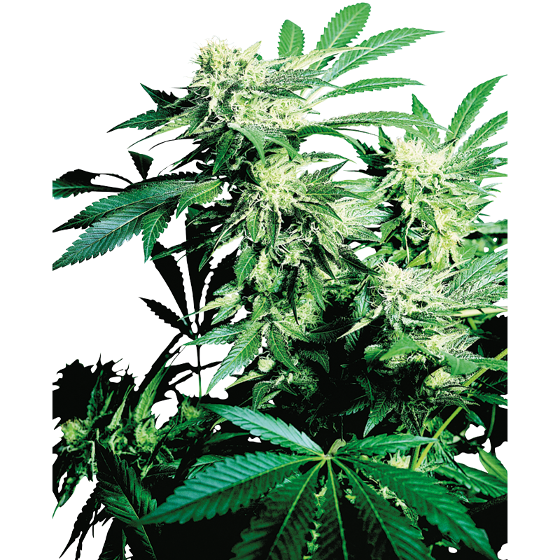 Skunk Kush - Régulière - Sensi Seeds