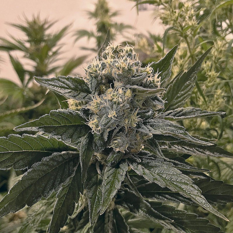 Nicole kush the plant organic seeds Nicole kush the plant organic seeds