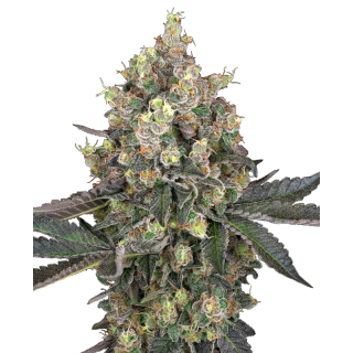 Sweet Berry Breeze - Féminisée - Sensi Seeds White Label