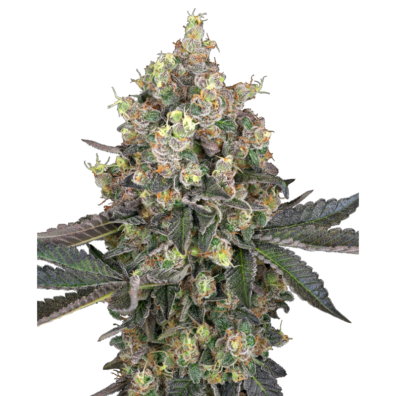 Sweet Berry Breeze - Féminisée - Sensi Seeds White Label