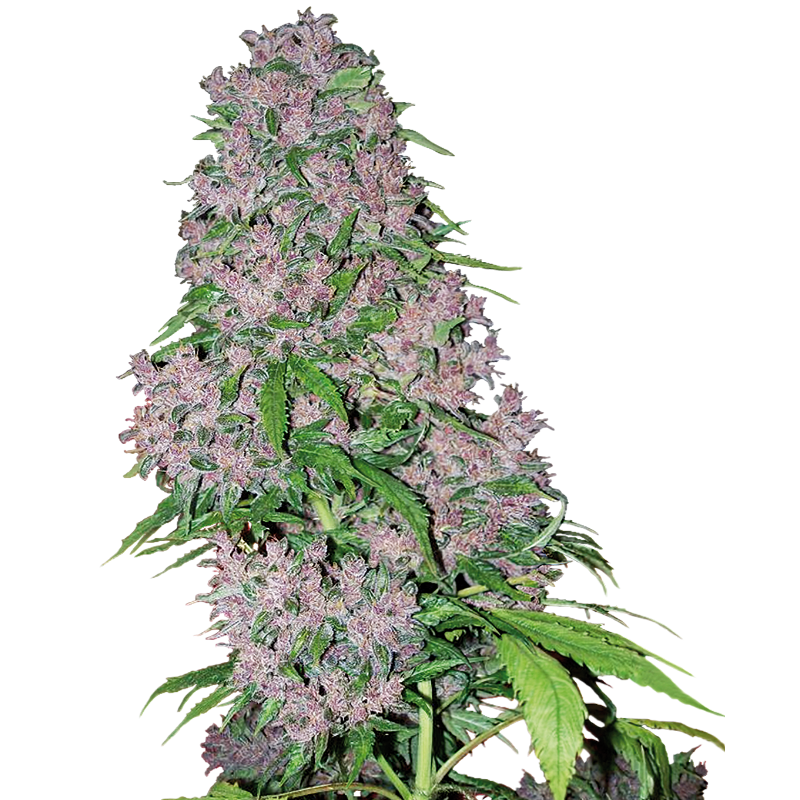 Purple Bud - Féminisée - Sensi Seeds White Label