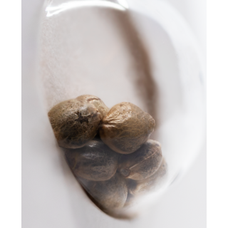 Purple Bud - Féminisée - Sensi Seeds White Label