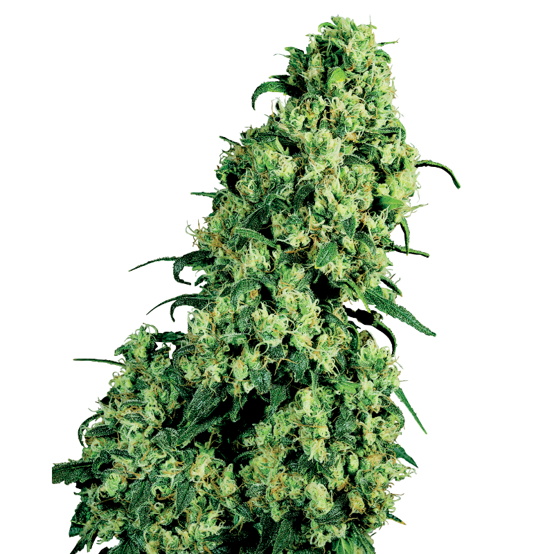 Skunk No 1 - Féminisée - Sensi Seeds White Label | ROOTS-SEEDS.FR Skunk No 1 - Féminisée - Sensi Seeds White Label | ROOTS-SEEDS.FR