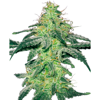 White Skunk - Féminisée - Sensi Seeds White Label