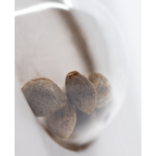 White Skunk - Féminisée - Sensi Seeds White Label