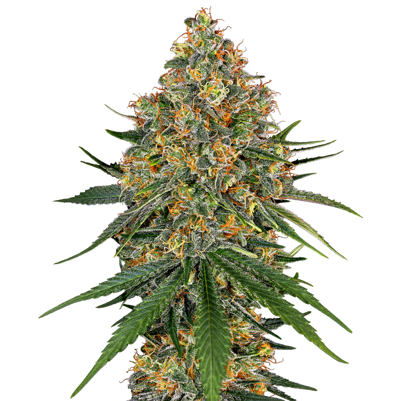 White Cheese - Féminisée - Sensi Seeds