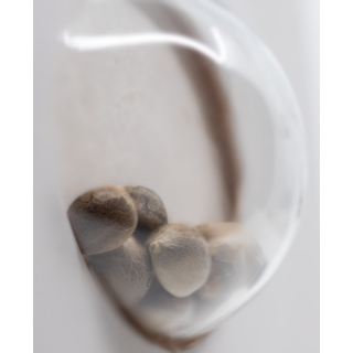 White Cheese - Féminisée - Sensi Seeds