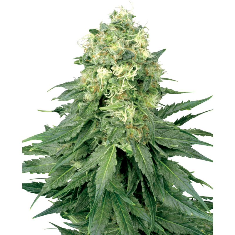 White Widow - Féminisée - Sensi Seeds