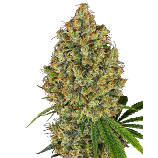 AK-420 - Féminisée - Sensi Seeds