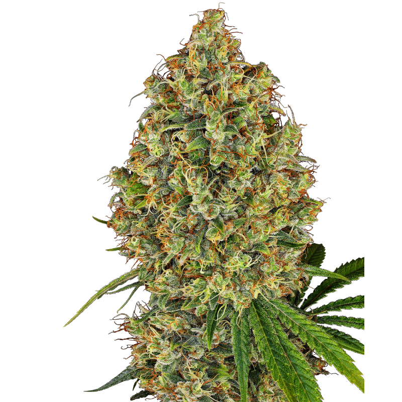 AK-420 - Féminisée - Sensi Seeds